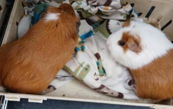 Rescue Short Haired Guinea Pigs for Adoption in Dearborn, Missouri - Nutella And Rye | PetCurious